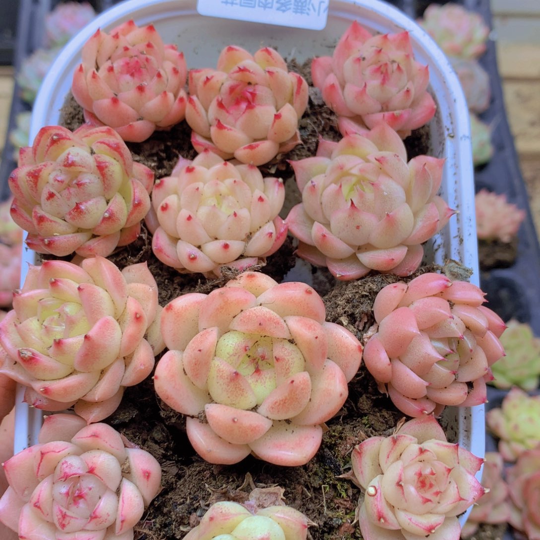 我要去看你了啊我要087