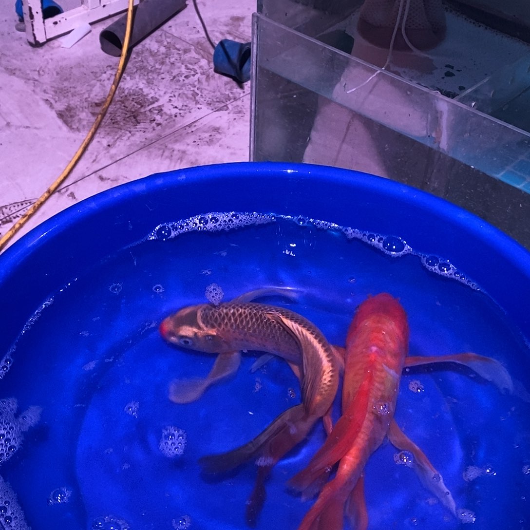 蝴蝶鲤鱼两条蝴蝶鲤鱼