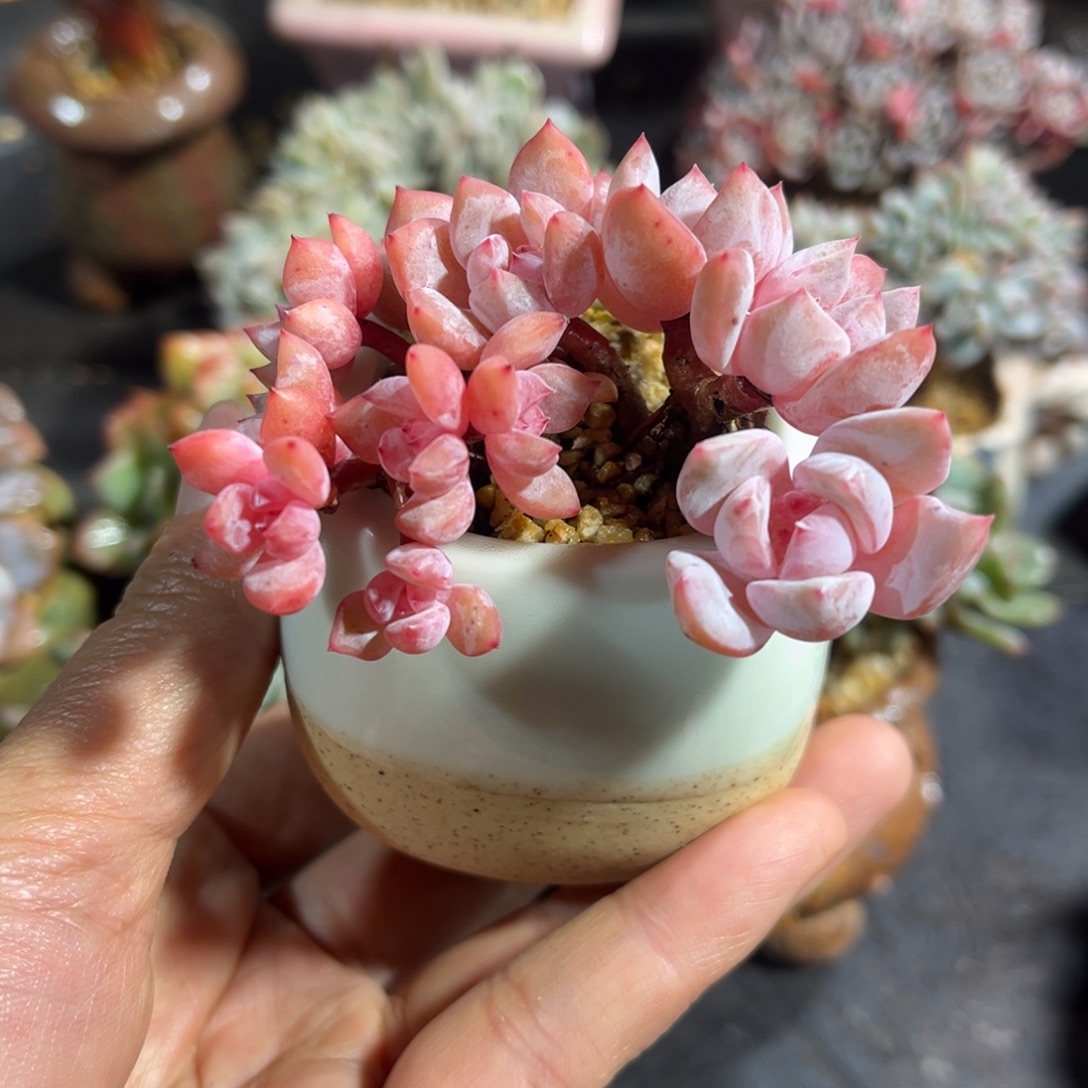 星影11头朵朵缀默认有瑕