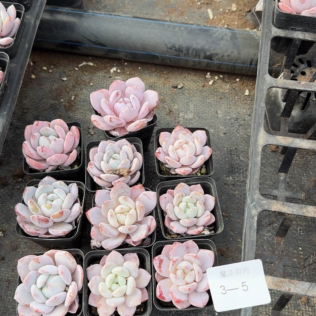 3-5奶盖十棵量拍发货