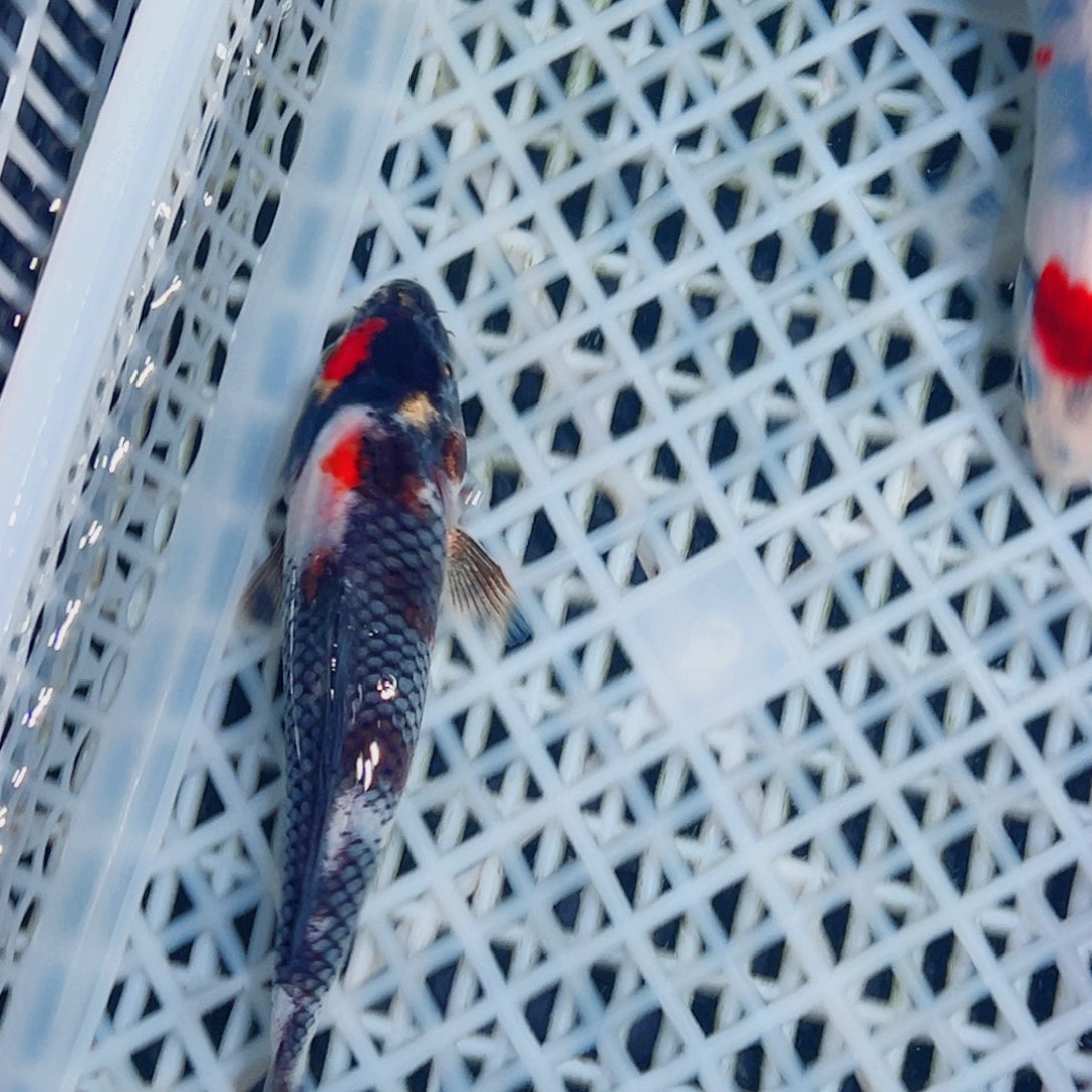 锦鲤锦鲤观赏鱼1111