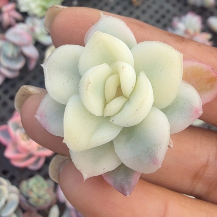 雪鸢锦腹轮锦的如今