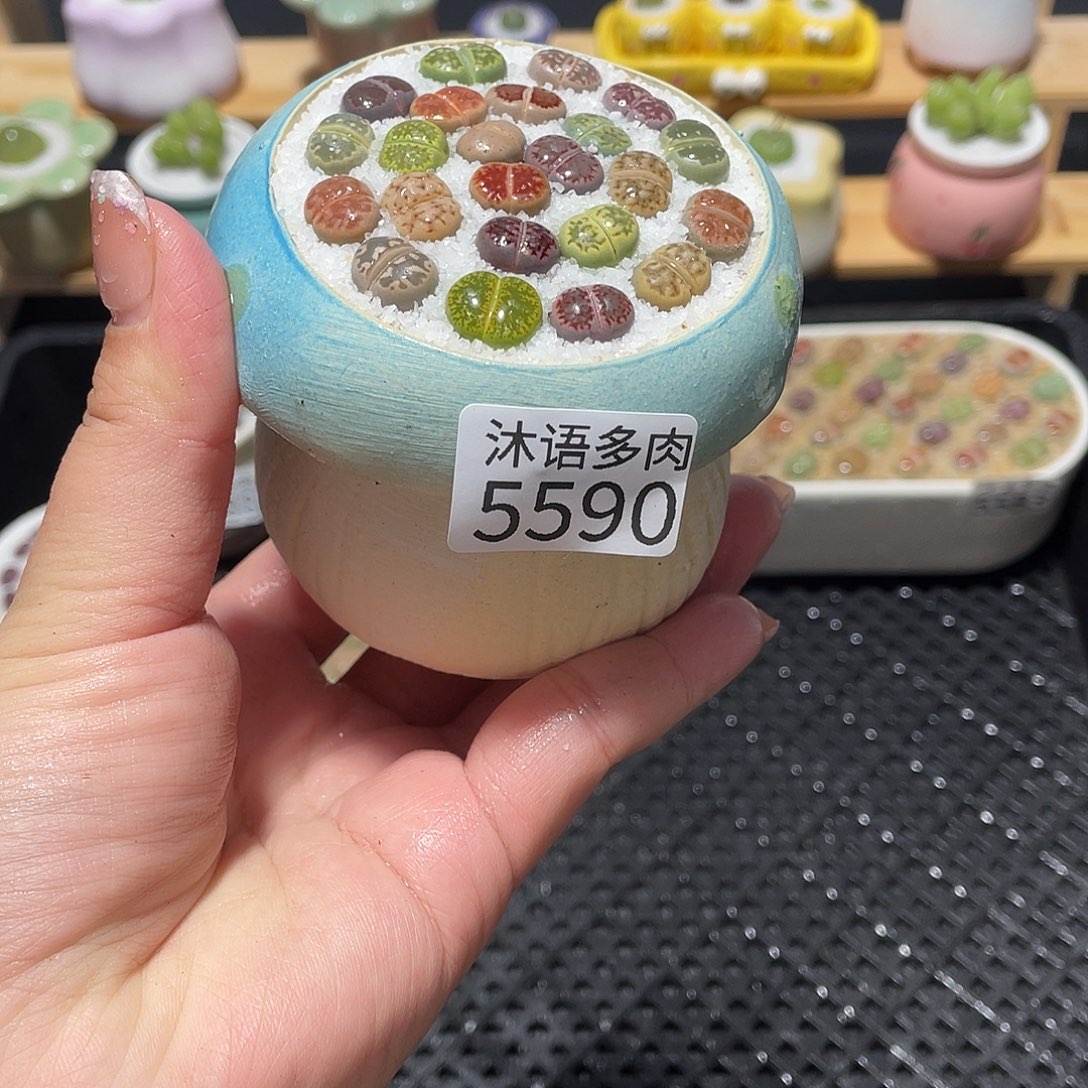 5590 带盆土植物 一物一拍