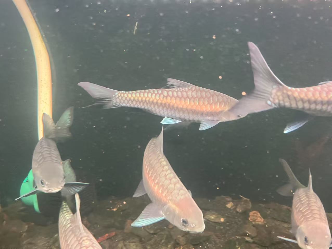 野生中国结鱼红吉罗包邮包损（直播间选鱼）