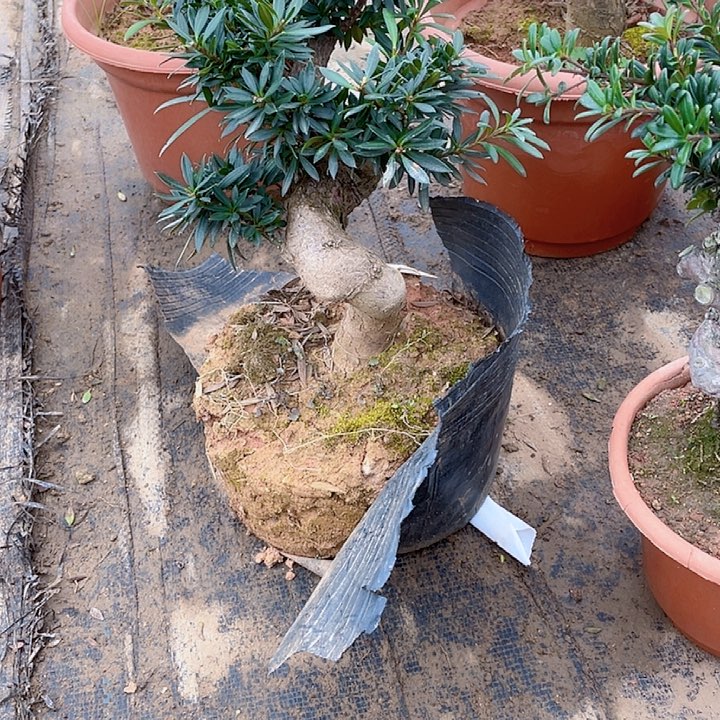 无花朵∴*罗汉松鲜花绿植