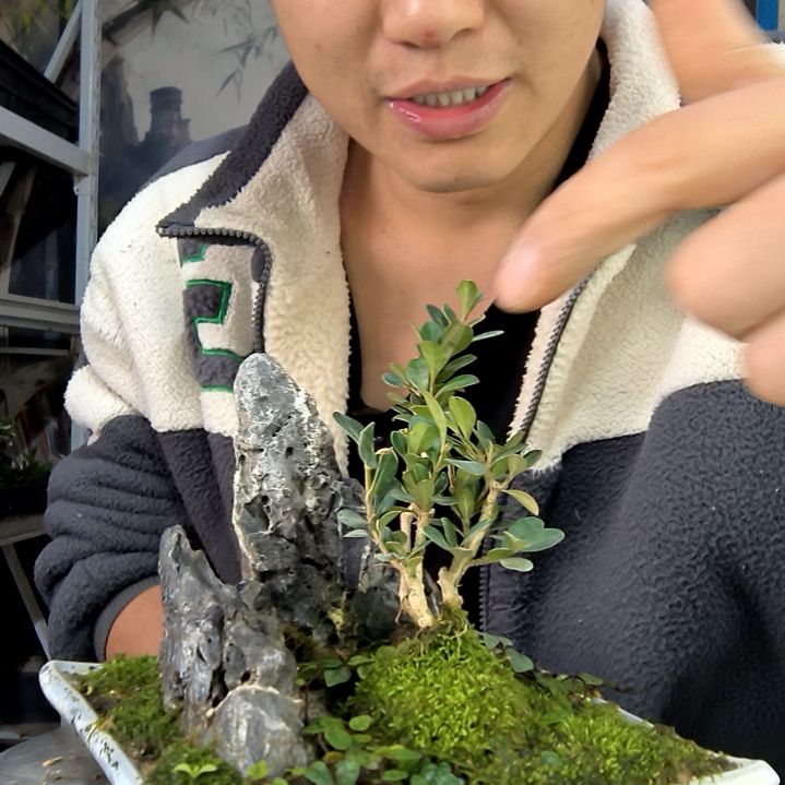 中青园艺一物一拍花190