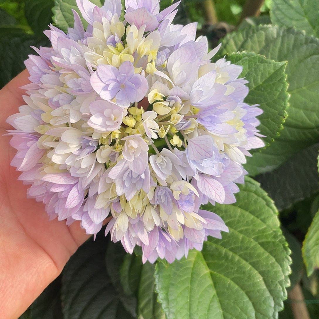 绣球切花一物一拍3枝起包邮，104