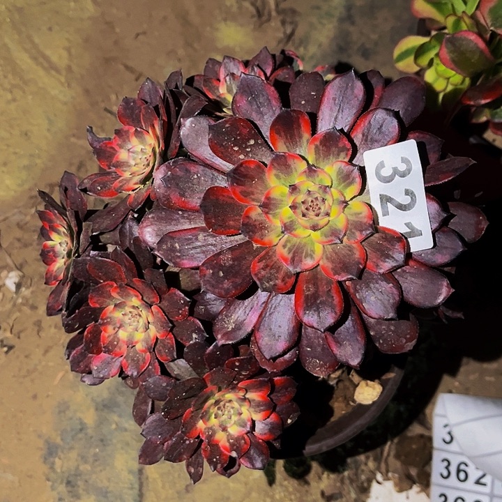 321火烧云多肉植物处理不售后