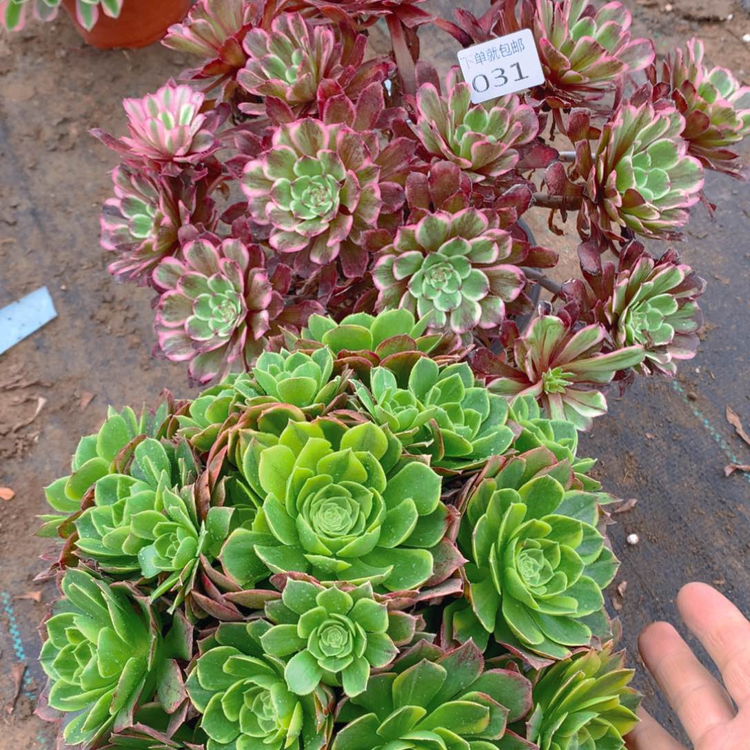 031法师组合老桩多肉