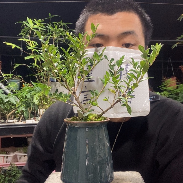 以实际为准盆景绿植盆栽20