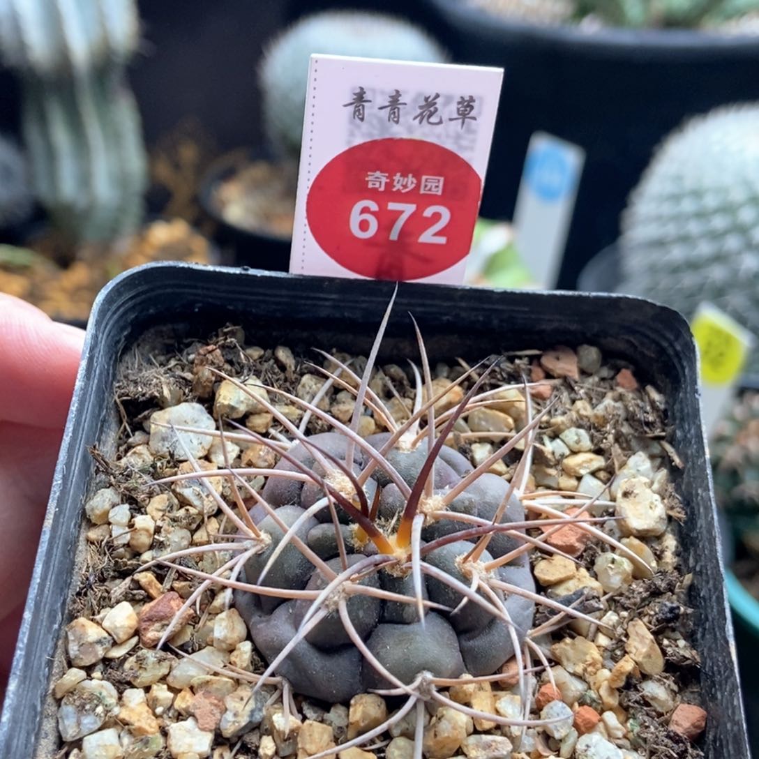 狂刺紫肌摩天龙一颗仙人球