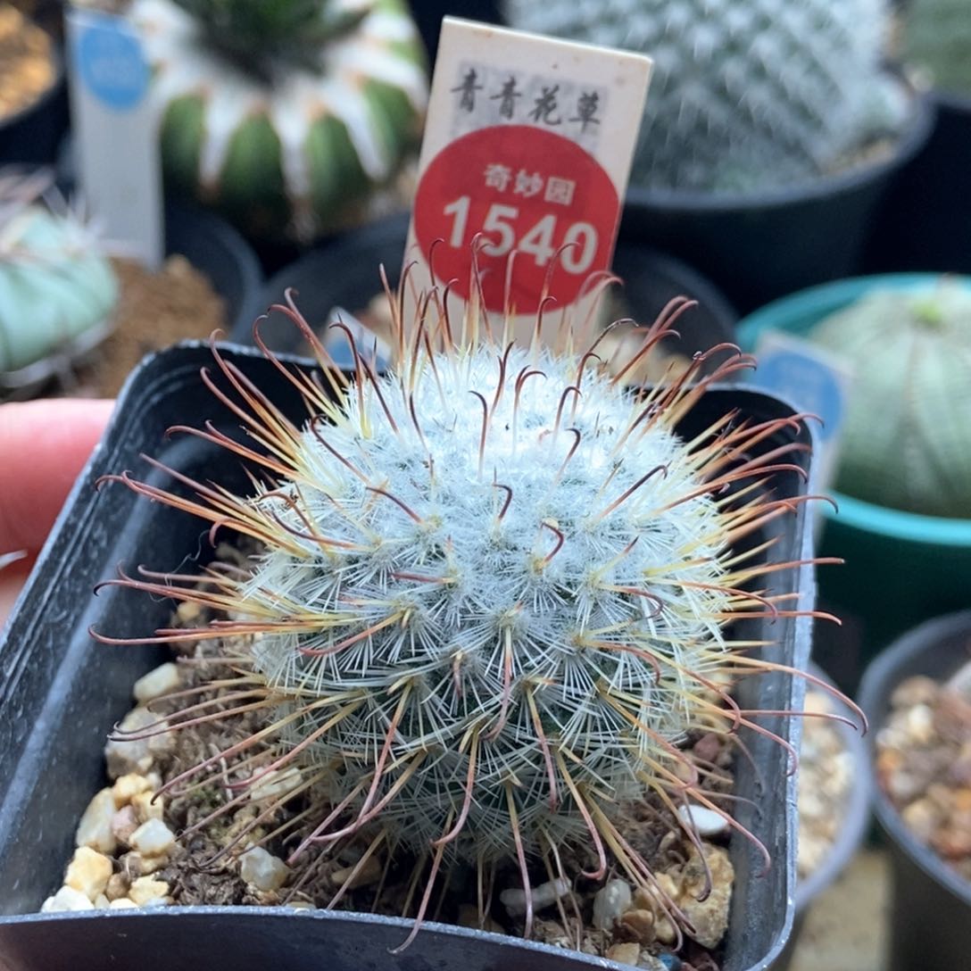 实生割刺丰明丸3.8cm