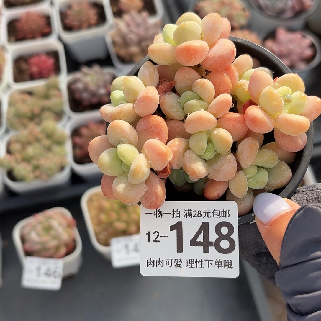 桔子洛神无盆土发货无盆