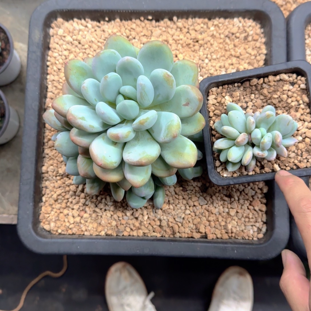 x系列美人新品 一物一拍