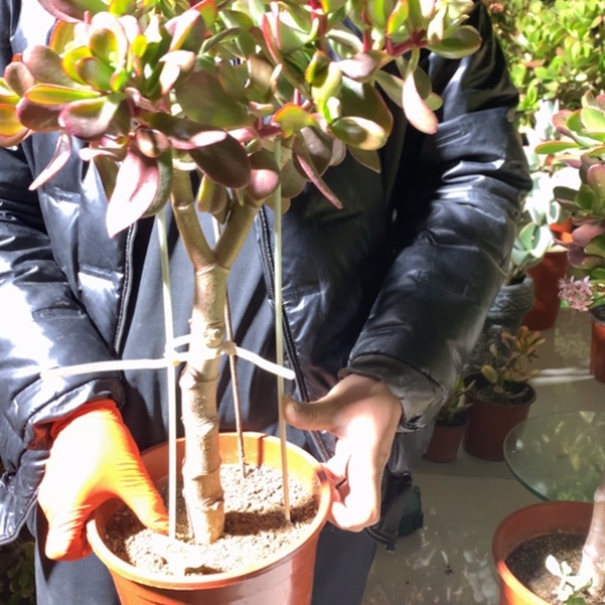 心C5韩国紫叶脱土发货