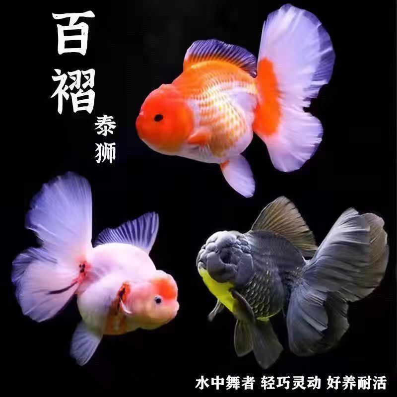 金鱼组合2到3条鱼