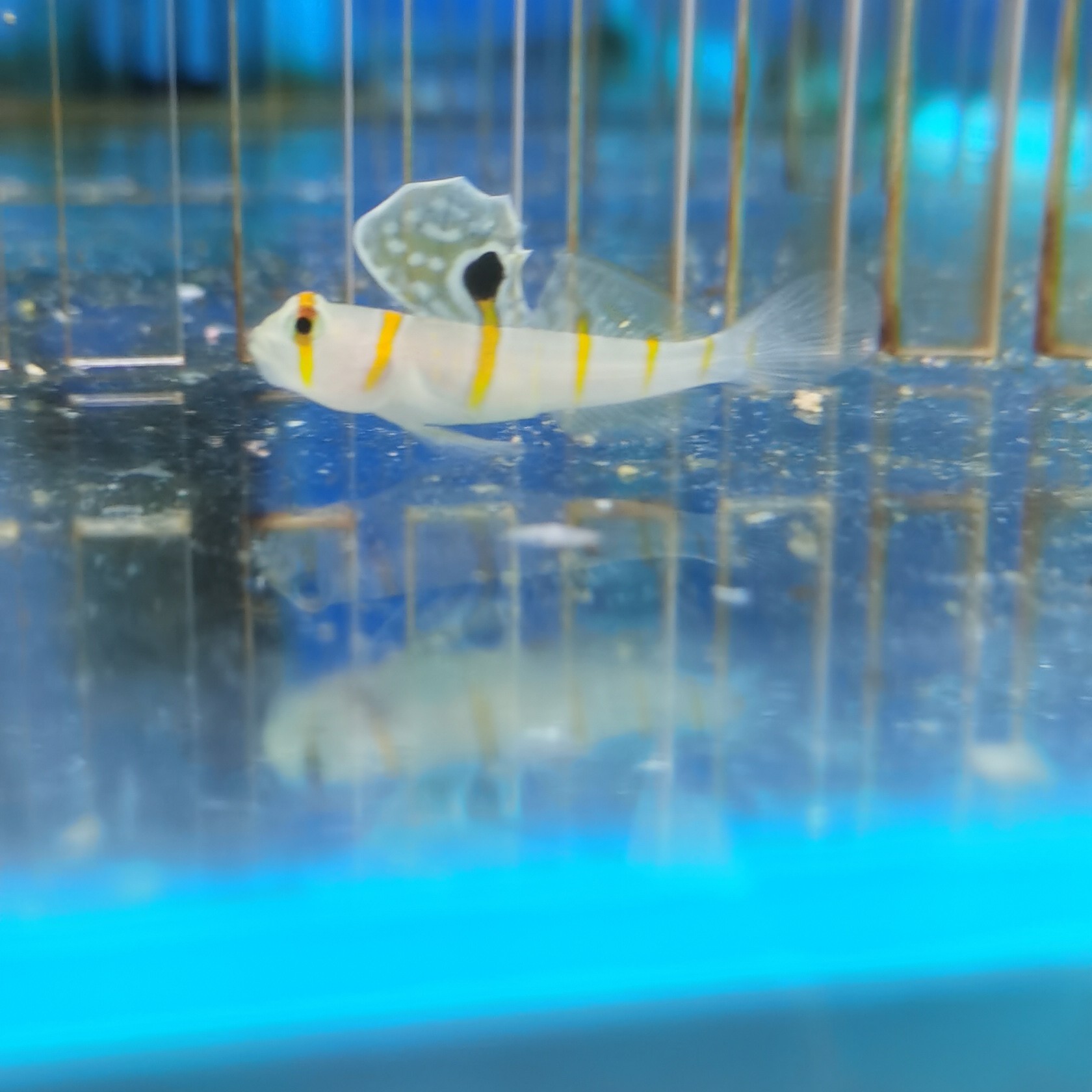 大帆虾虎海水鱼观赏鱼爱自然