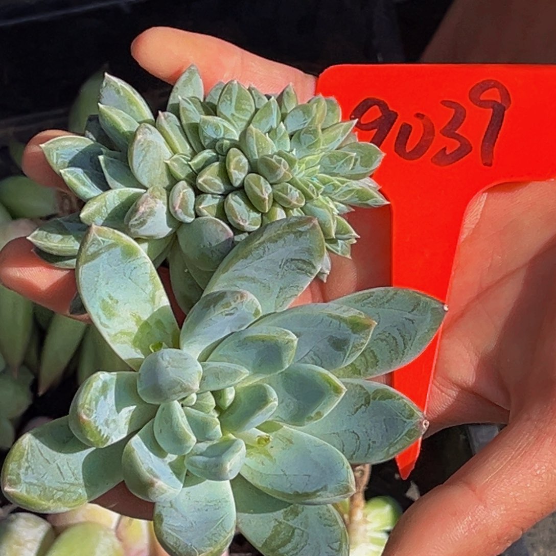 9039号上午多肉植物群生多肉