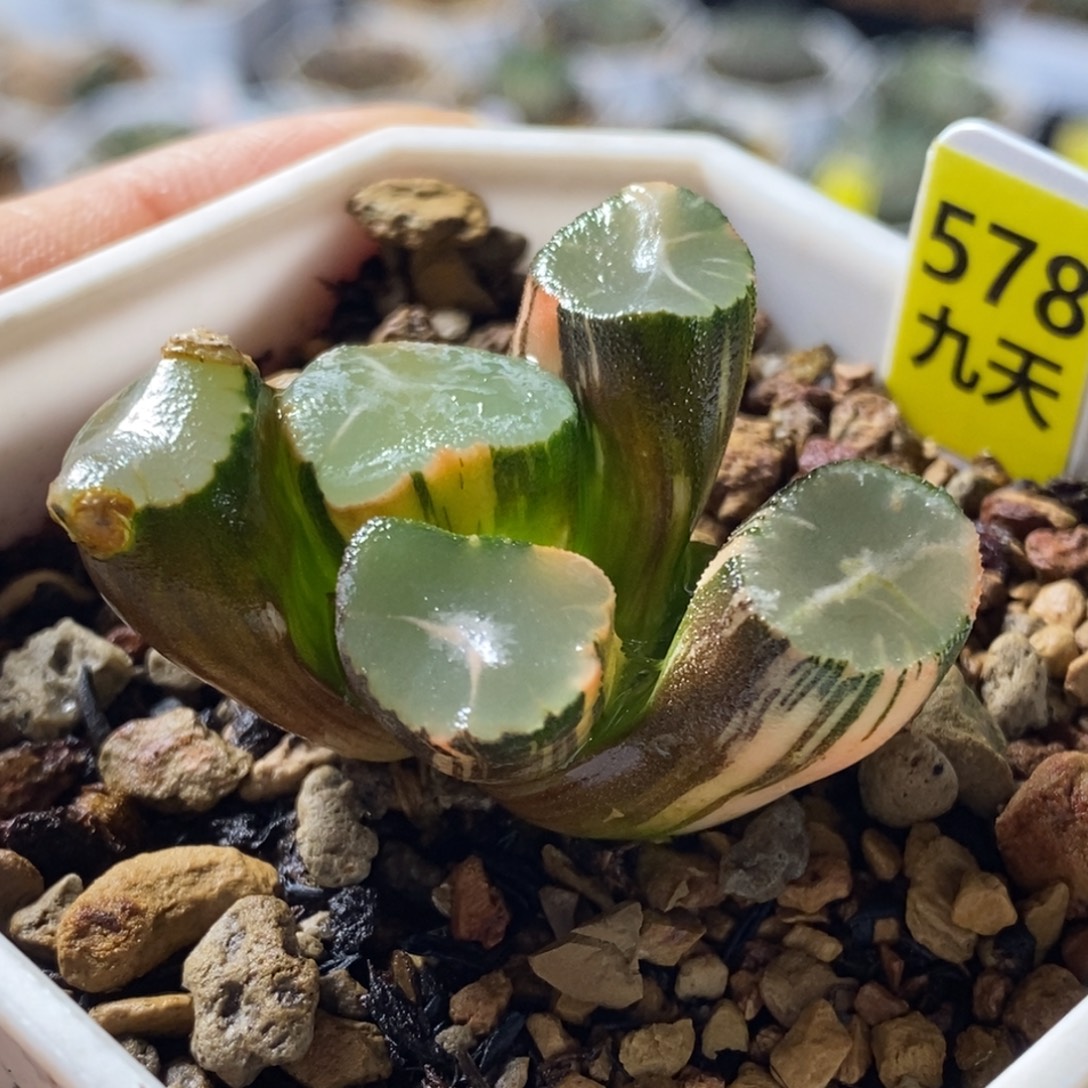 578号山之翠万象锦