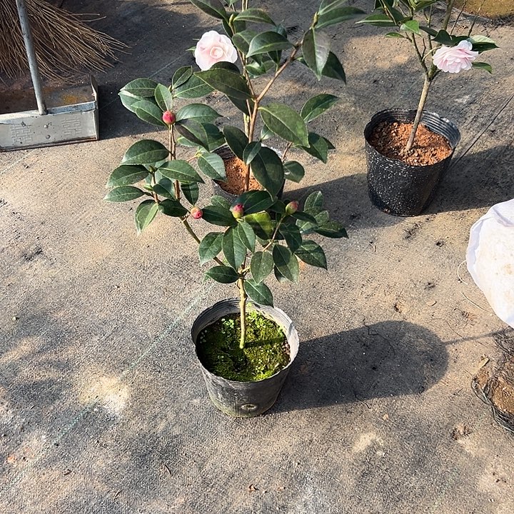 大部分花苞少量开放，迷茫，小苗