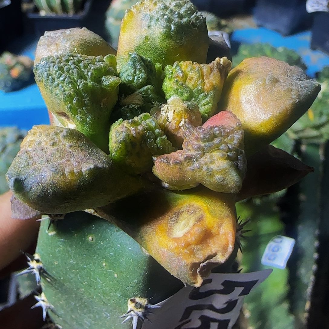 连山哥斯拉锦525微瑕疵