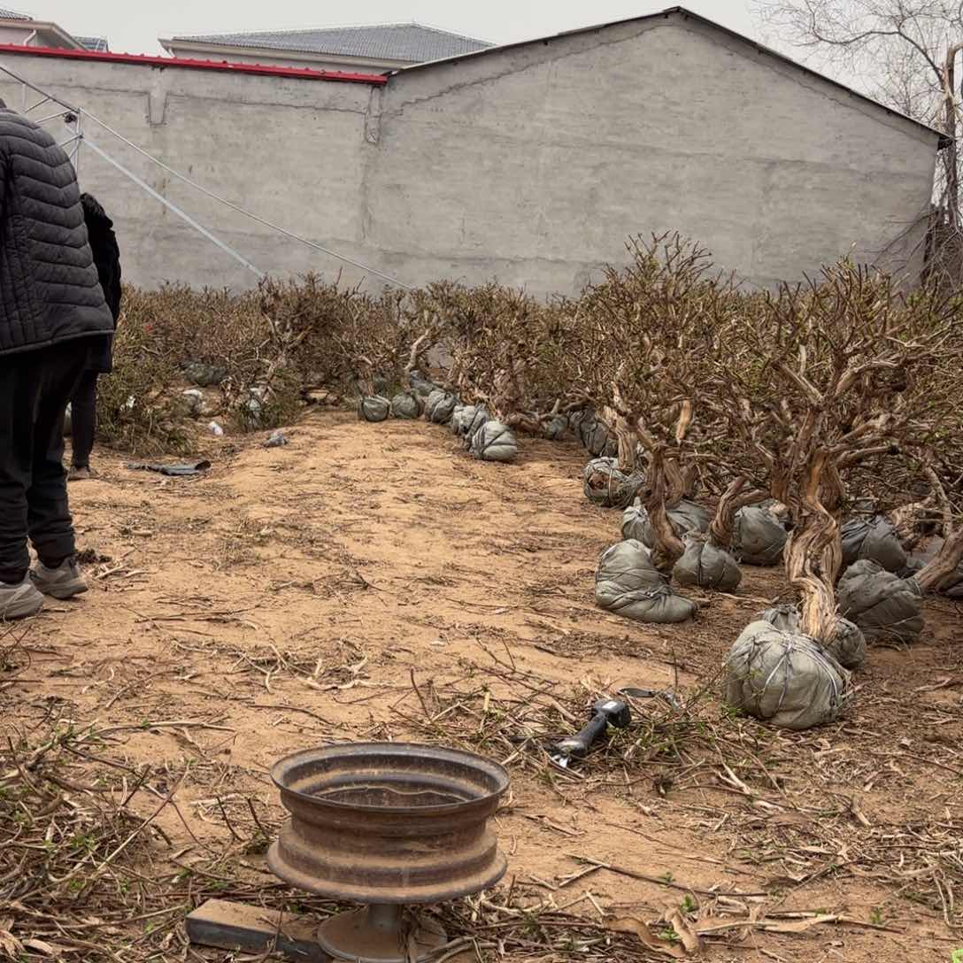 金银花是我喜欢的颜色