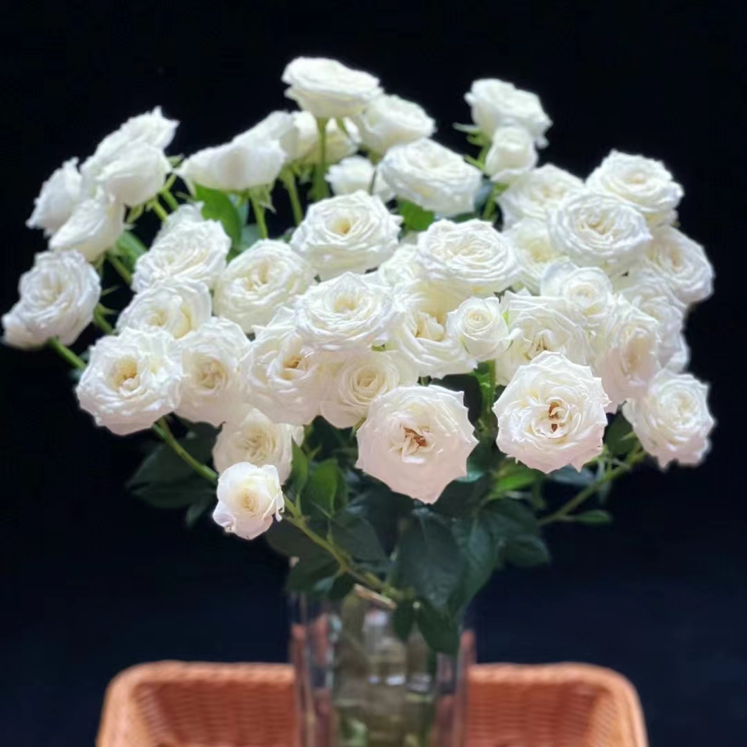 白泡泡多头玫瑰9支+1支防损 收到先醒花