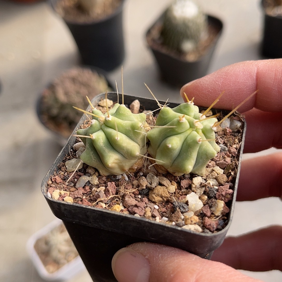 双头王冠龙仙人球一物一拍