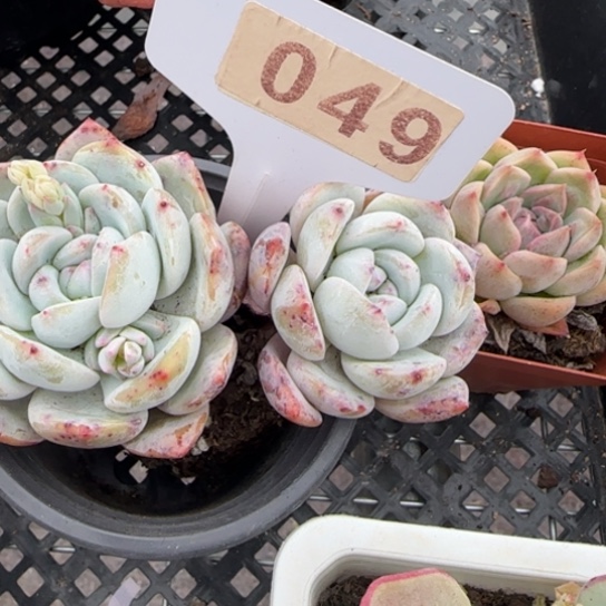 49橙梦露一物一拍多肉