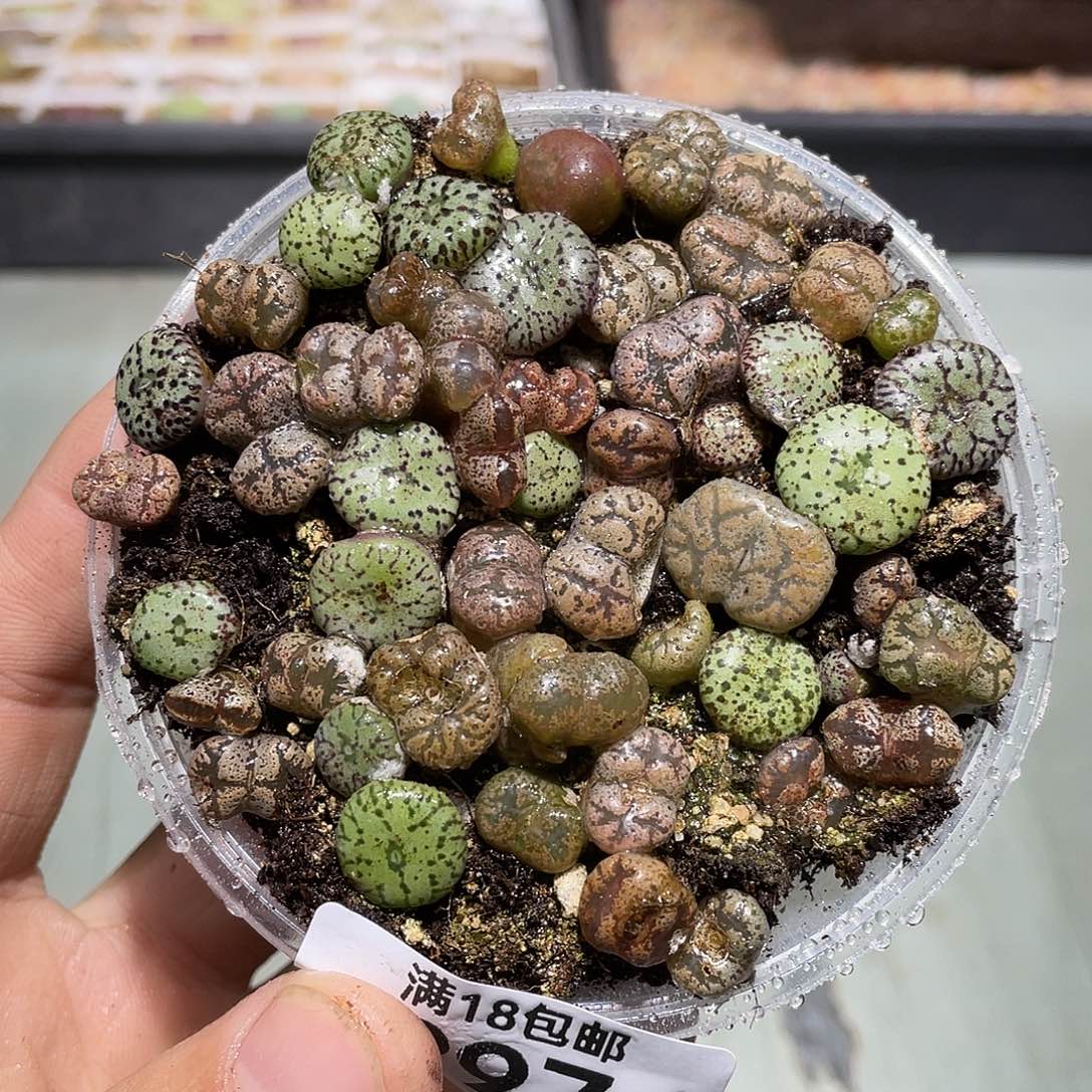 997当天凑满十八元包邮生石花