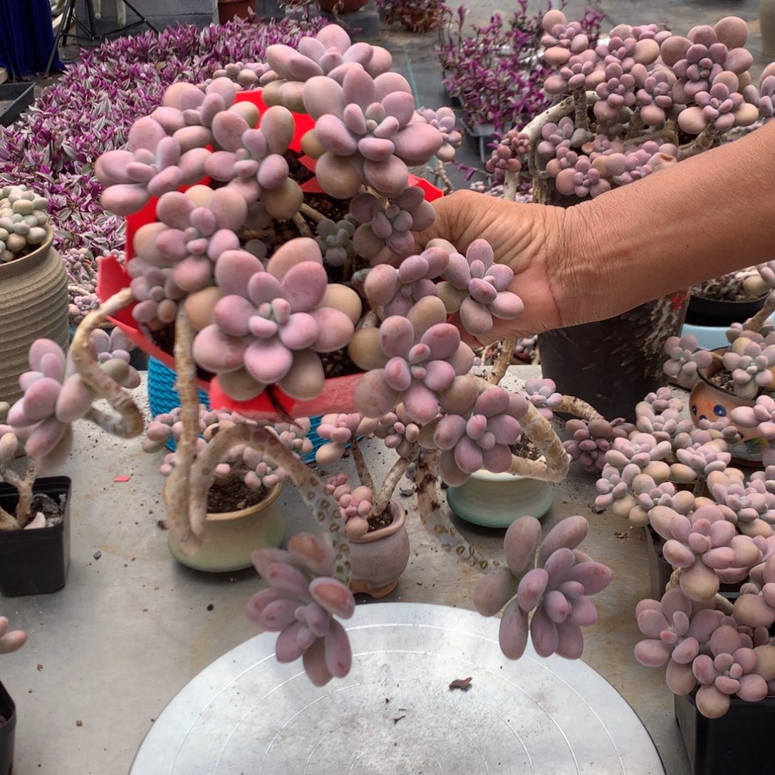 桃蛋老桩一处瑕疵32号