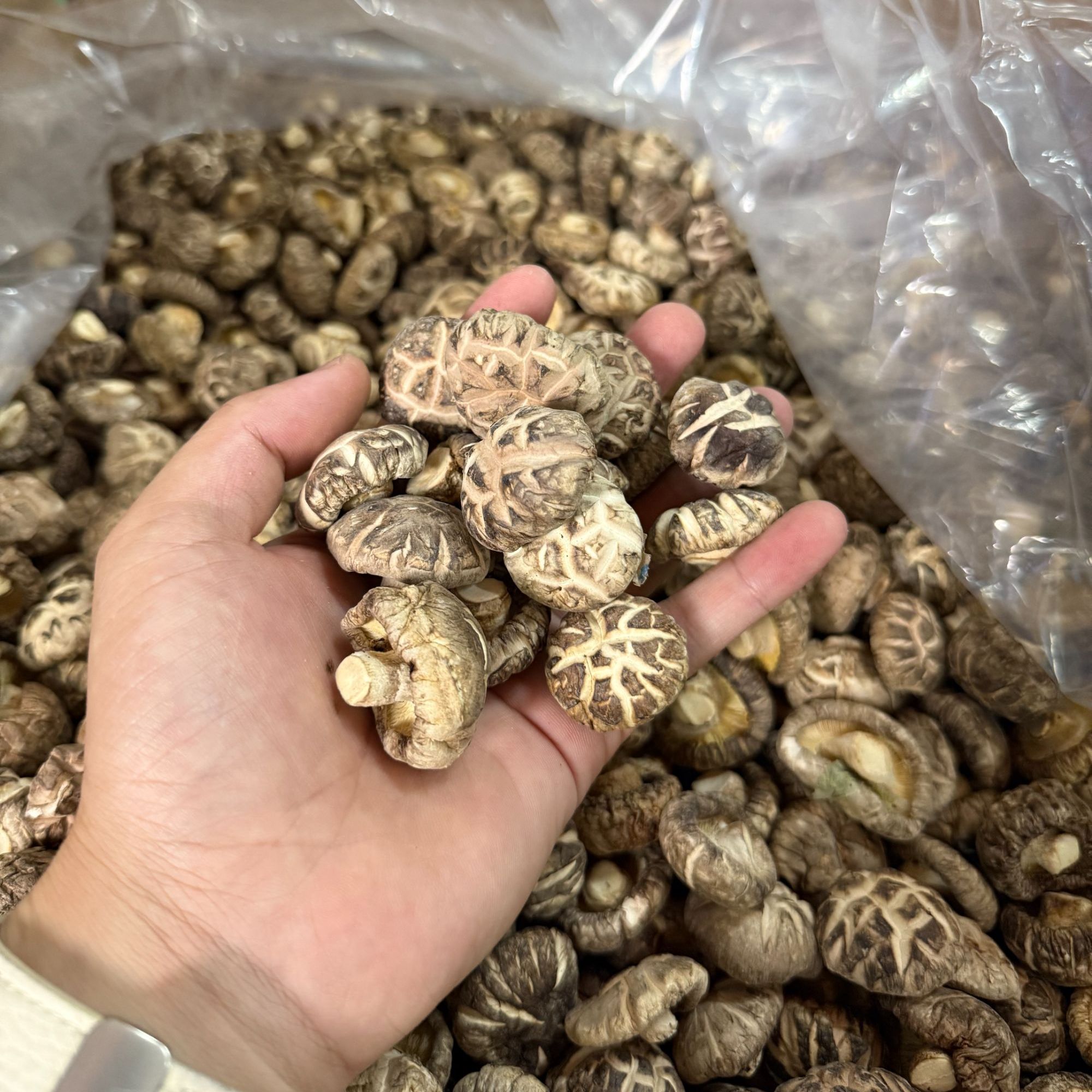 高山花菇(精茶菇A)