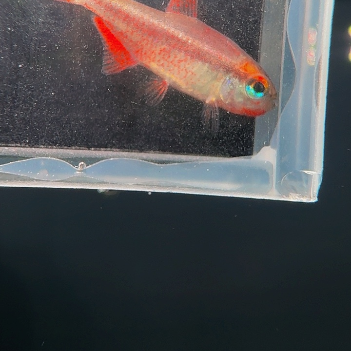 灯科鱼左上缸-23 小血魔2cm左右 1条