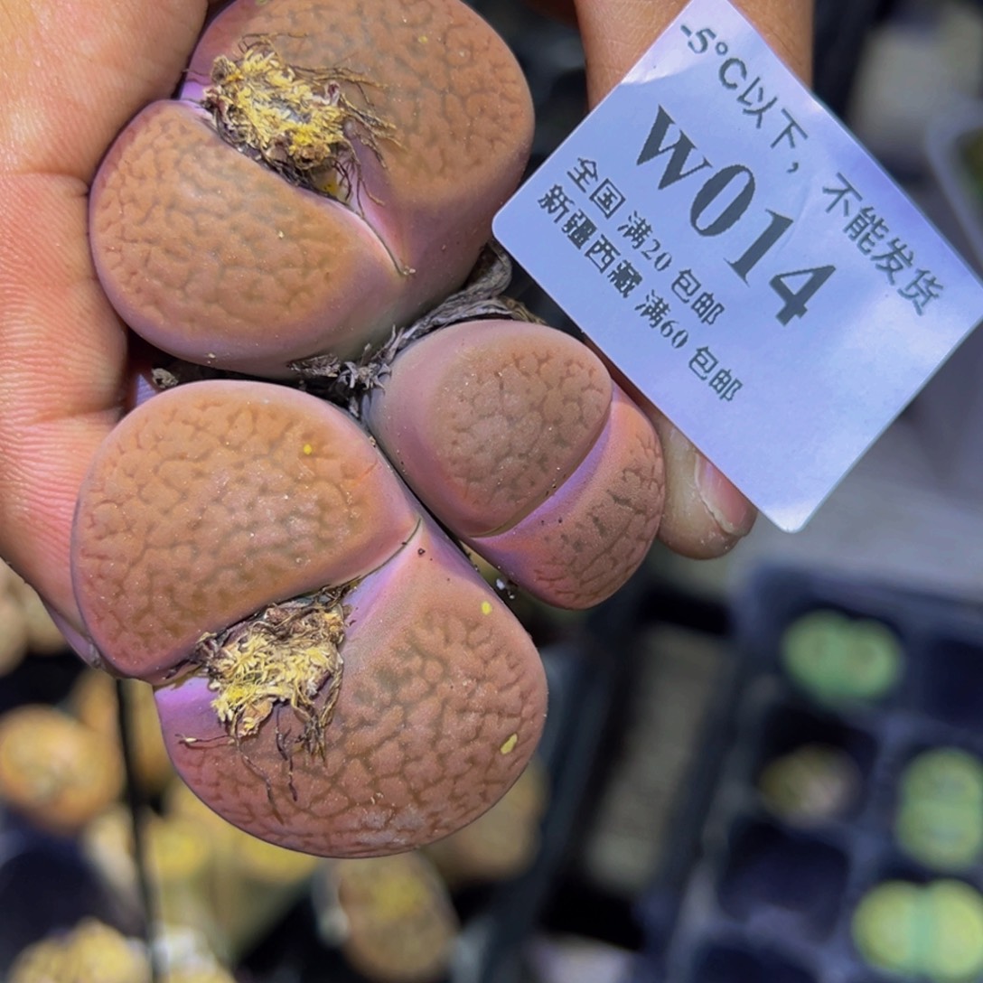 014 一物一拍，默认有伤，介意勿拍，不退不换