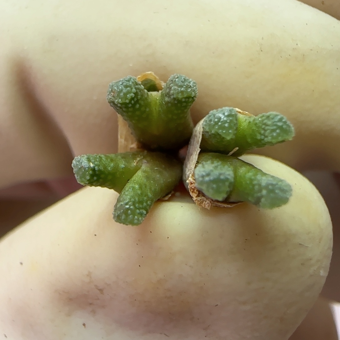 103绿火柴头福利