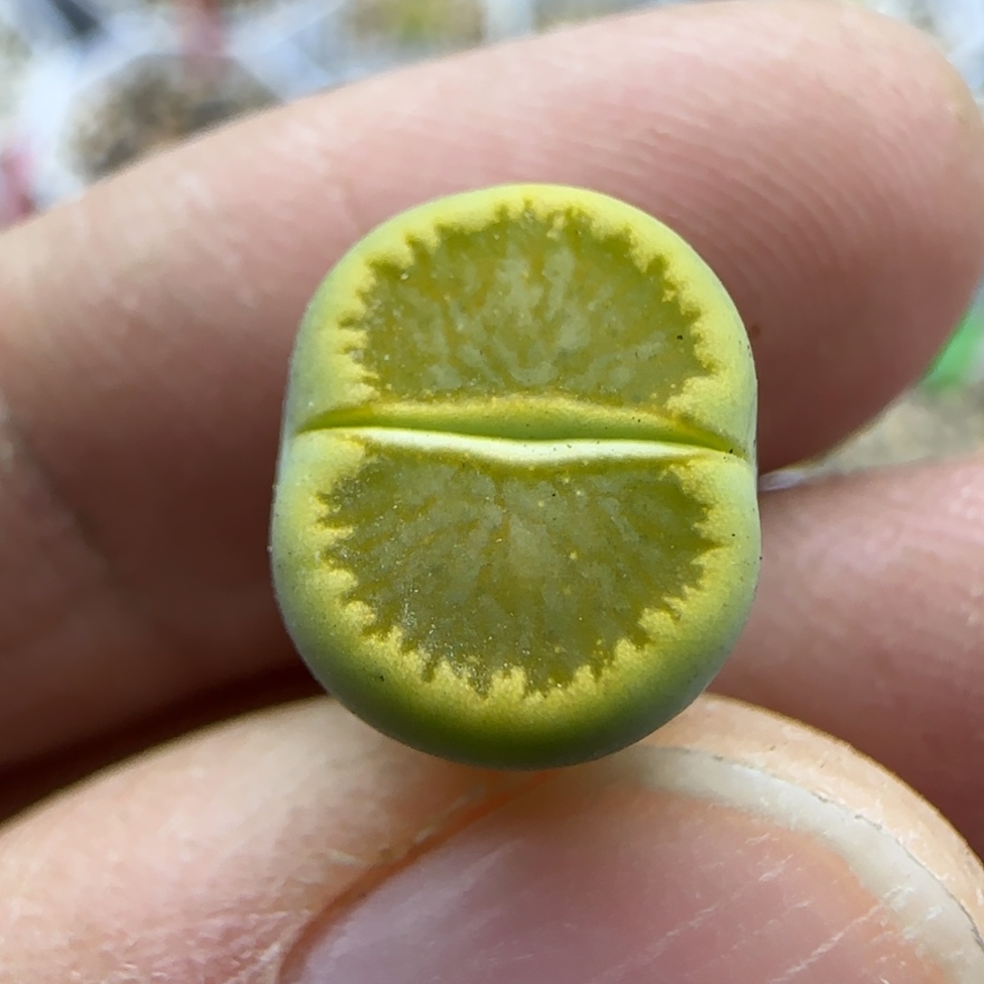 407 清框福利30包邮