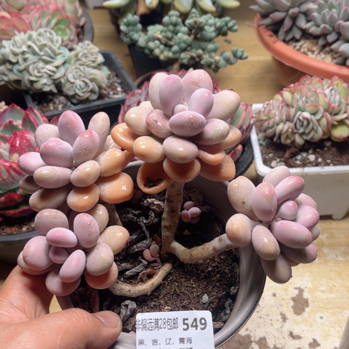 【闪购商品】549桃蛋