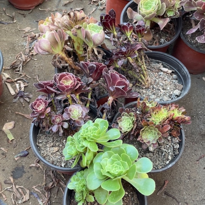 247迷你款5颗小缀法师多肉