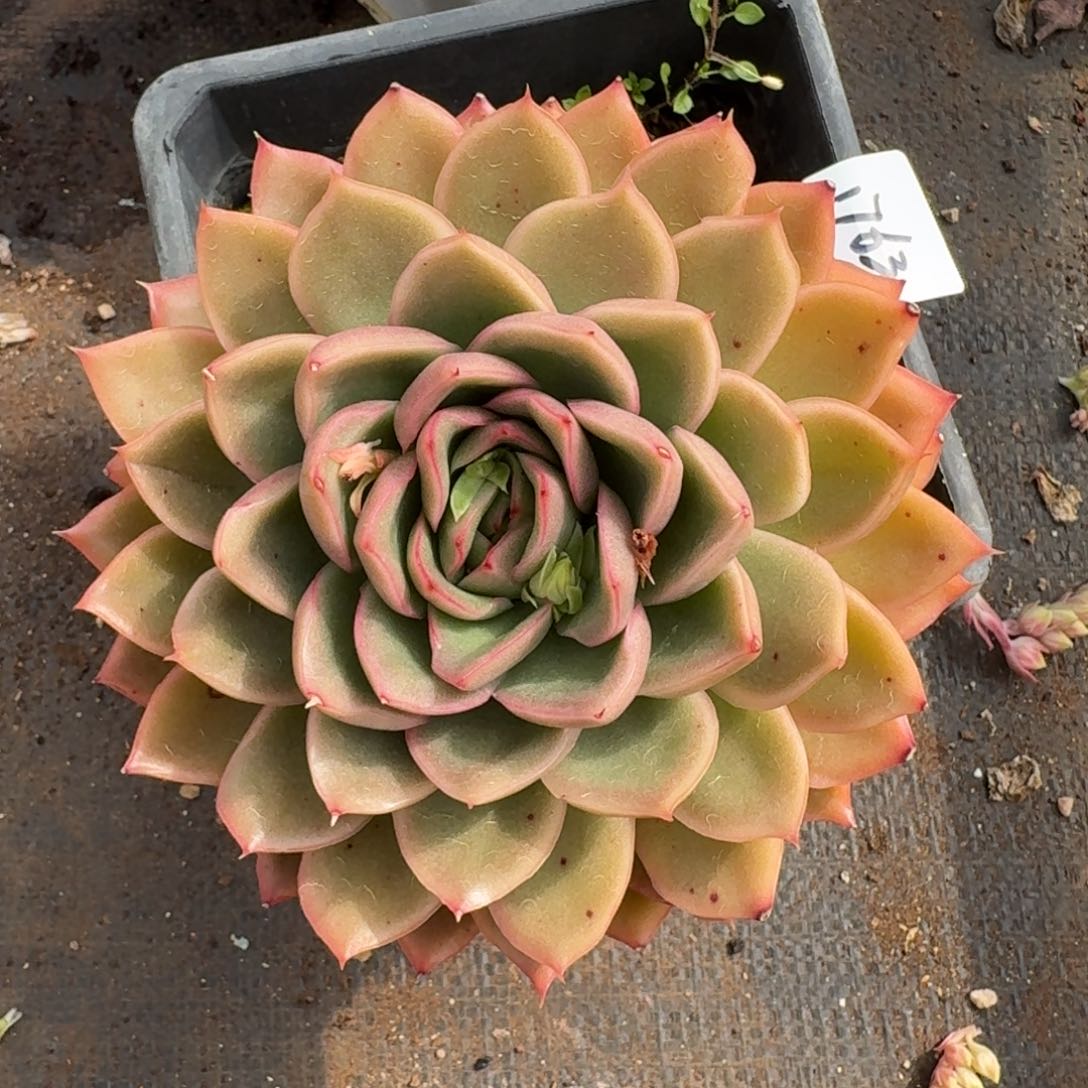 176新年快乐发发发