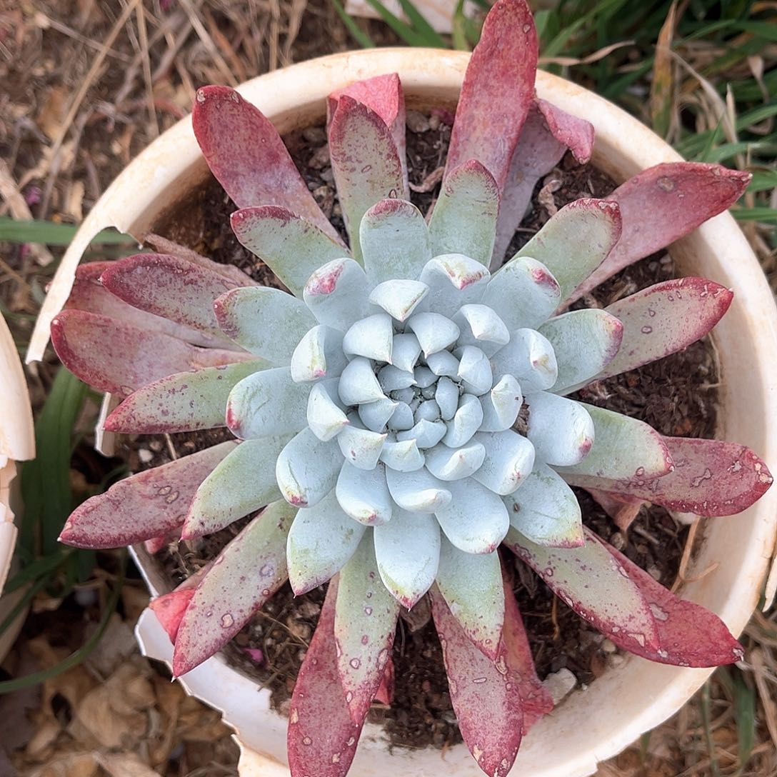 红拇指杂交量拍15公分起发