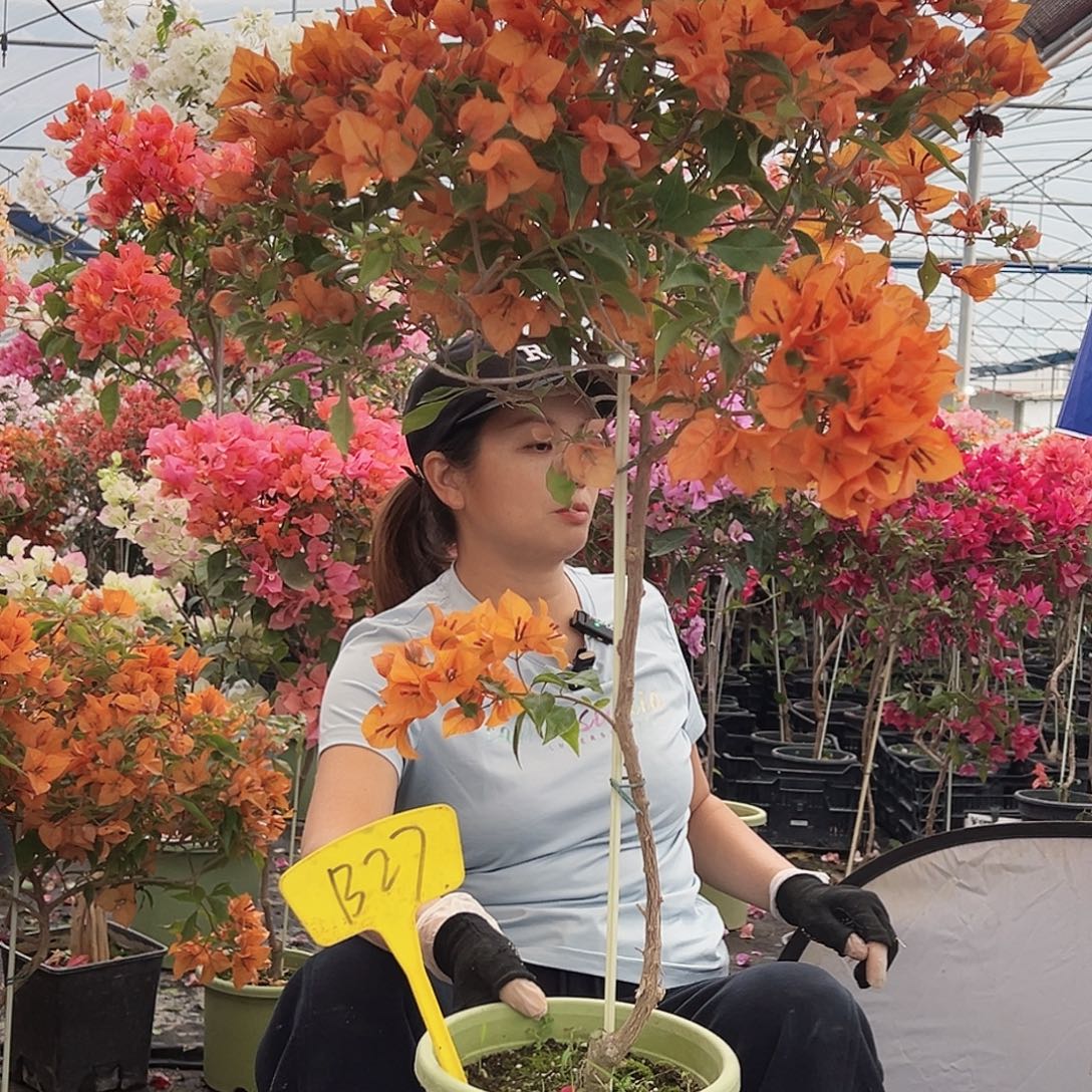 阿***茶大部分花苞少量开放B27橙桑巴