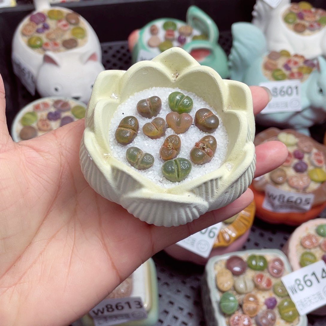 w8615 -零下地区拍保温箱  -15支持寄养