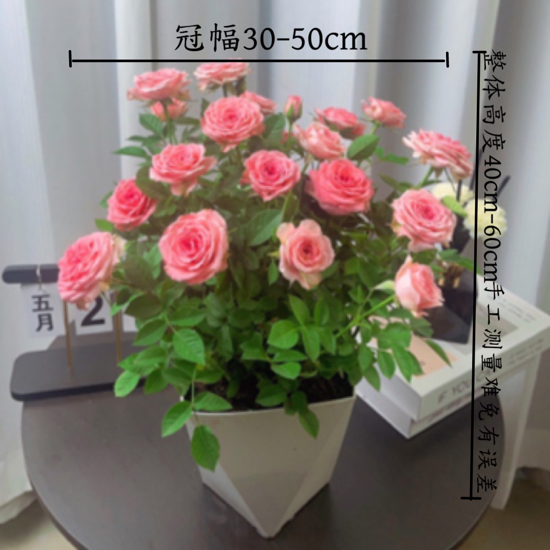 1仙度瑞拉1.5加仑盆粉色盆栽多花苞（带盆带土基地发）