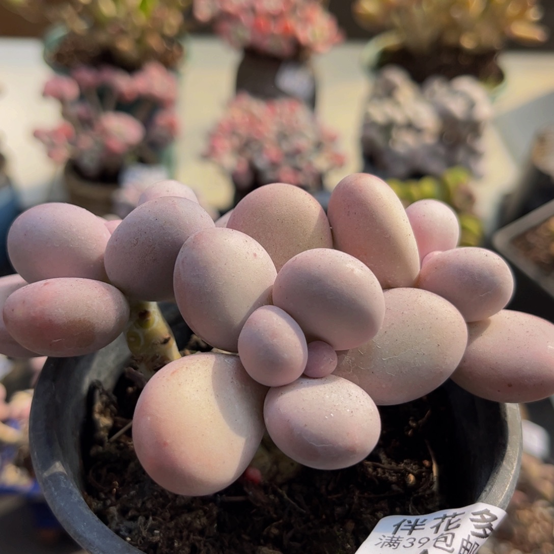 786/8cm水光针多肉植物