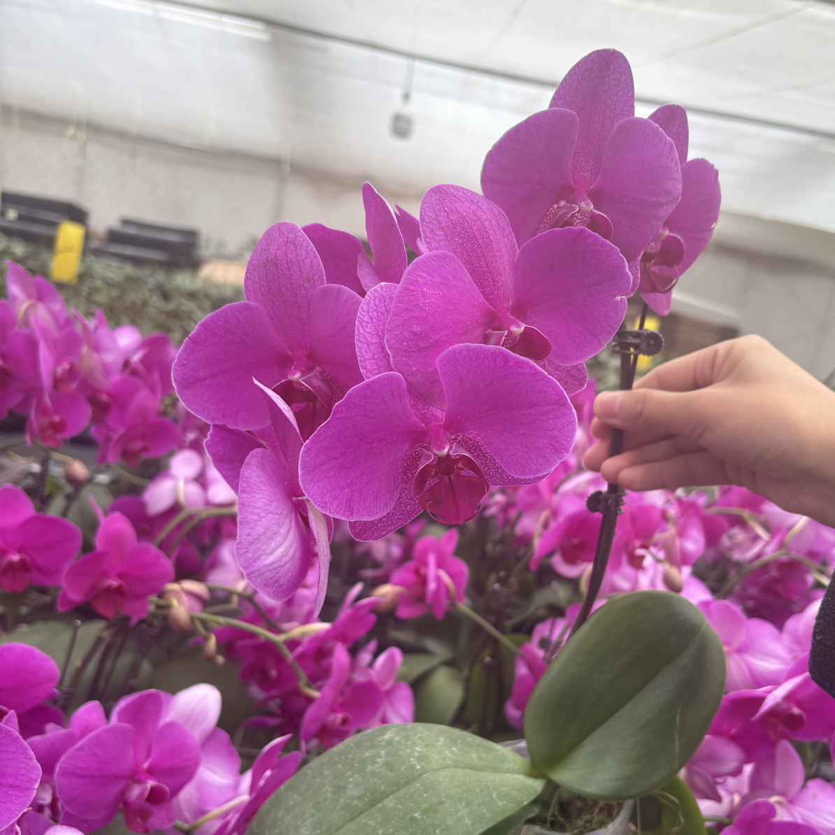 蝴蝶兰【惊鸿】室内花卉3.0寸杯特价