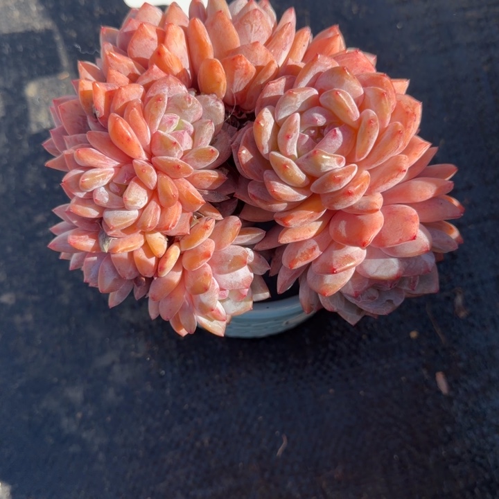 一物一拍星影朵缀26