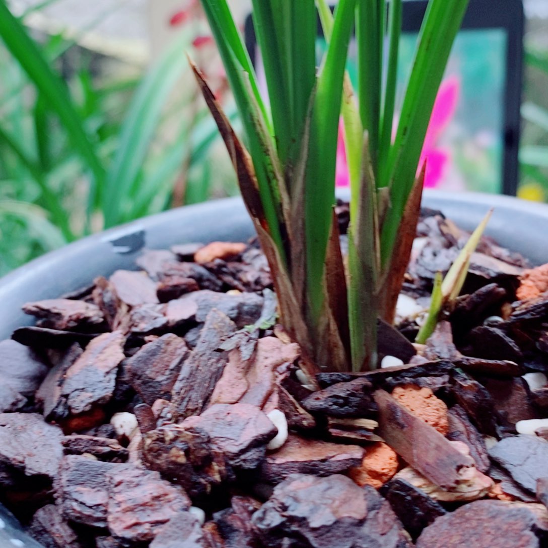 大部分花苞少量开放