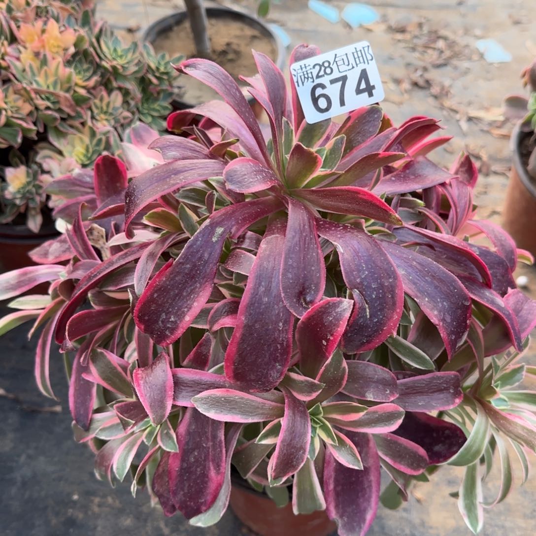 金丝多肉674满28包邮断枝不包