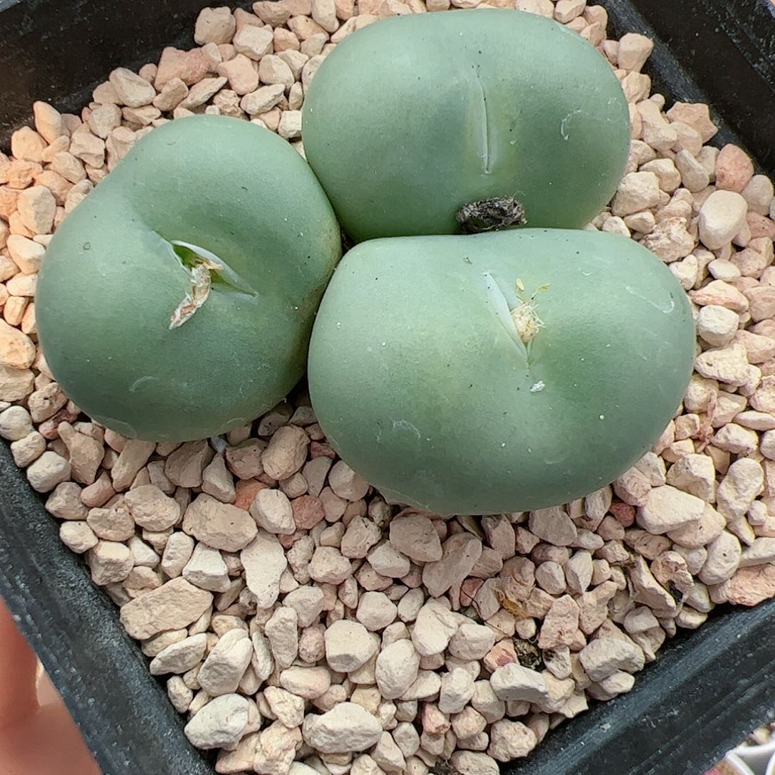 【闪购商品】30 大G
