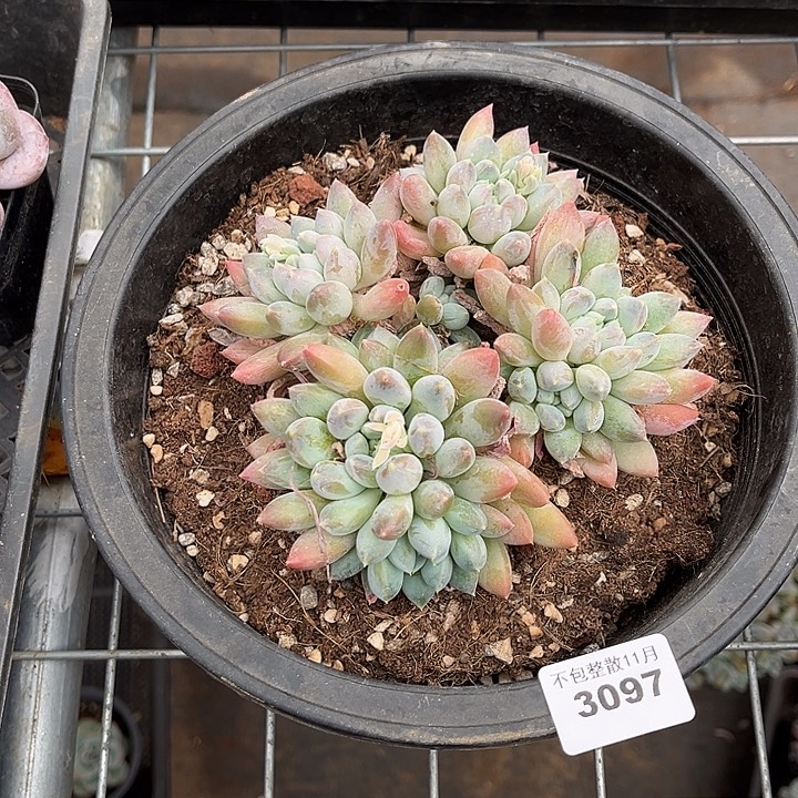 阿雅园艺。         3097奶糖